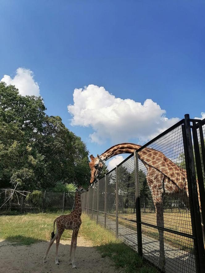 Mała żyrafa w warszawskim zoo