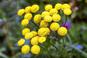 Wrotycz pospolity - niepozorny kwiat odstraszający kleszcze i inne owady