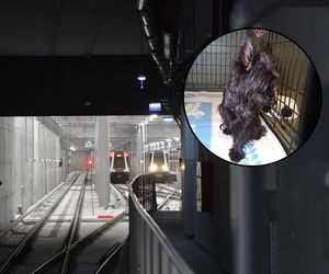 Pies sparaliżował metro w Warszawie. Teraz czeka na opiekuna