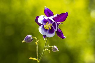 Orlik William Guiness