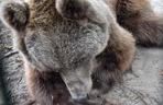 Niedźwiedź Baloo z poznańskiego zoo