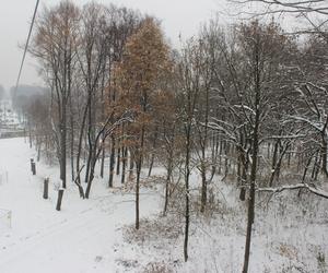 Elka w Parku Śląskim. Widok z góry