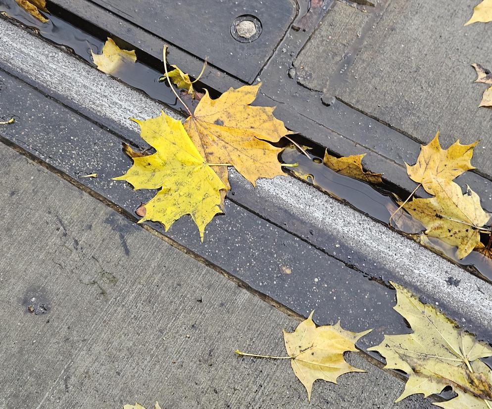 Czarna szyna to niepokojące zjawisko. Alarm dla mieszkańców Torunia