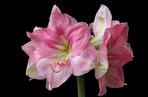 Hippeastrum