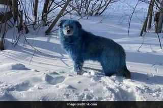 Niebieskie psy w Rosji 