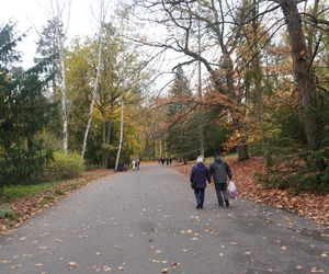 Cmentarz Centralny podczas Wszystkich Świętych