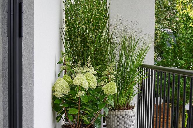 Najpiękniejsze trawy ozdobne na taras i balkon. Te odmiany mogą rosnąć w donicach!