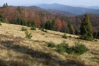 Województwo nowosądeckie. Prawie połowę jego obszaru zajmowały lasy