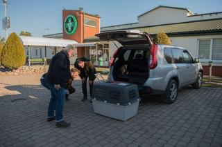 wilk w lubelskiej klinice