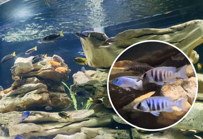 Rozmawiamy z Tomaszem Wiśniewskim, założycielem Aqua Dreams Bydgoszcz