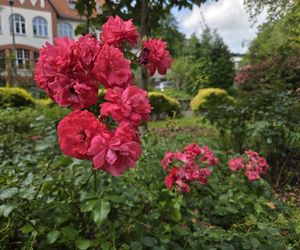Letni spacer w zielonym sercu Bydgoszczy. Ogród Botaniczny UKW zaprasza!