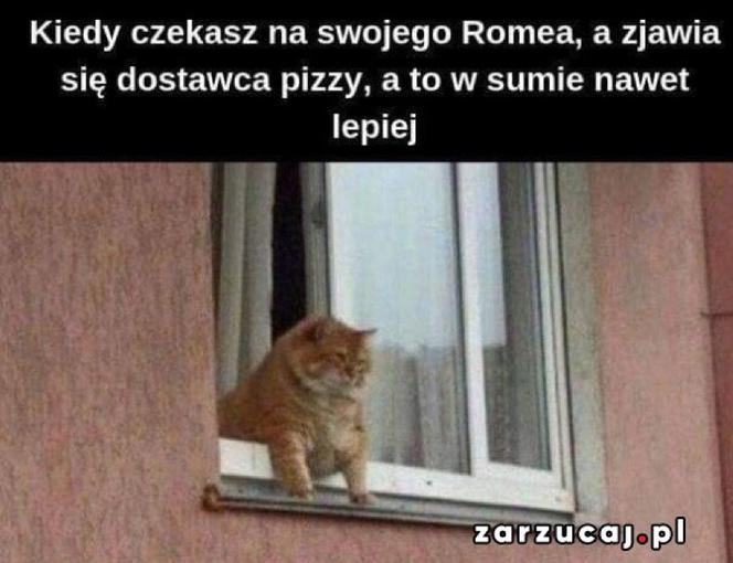 Światowy Dzień Kota 2022. Zobacz najśmieszniejsze obrazki i MEMY z kotami! 