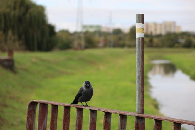 Jesienna odsłona terenów nad Bystrzycą w Lublinie. Tak się prezentuje w październiku