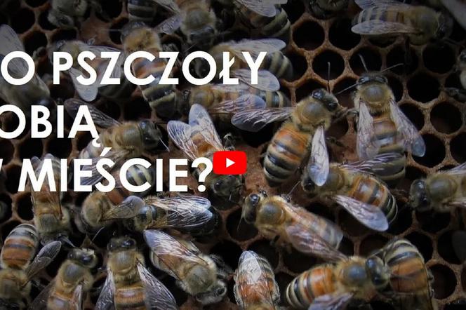 Pierwszy miód z miejskiej pasieki 