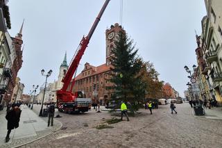 Choinka w Toruniu