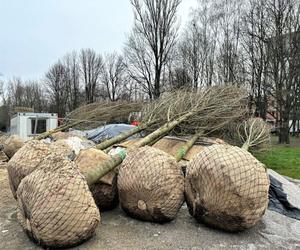 Park Ogród Płaszów się rozrasta. Wkrótce zazielenią się nowe drzewa