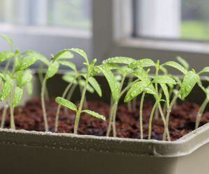 Jak przygotować rozsadę roślin - wysiew nasion, produkcja rozsady
