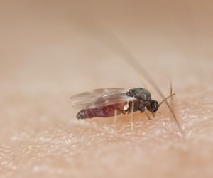 Meszki - domowe sposoby na uciążliwe owady