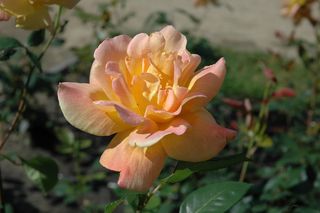 Ogród Różany w Szczecinie 