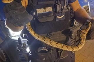 Pyton ze Stalowej Woli schwytany 