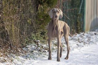 Bohaterska suczka uratowała nastolatka