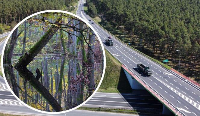 Protest w sprawie budowy drogi S10 z Bydgoszczy do Torunia. Przyrodnicy: wystarczy przesunąć ją o 300 m, by uniknąć katastrofy 