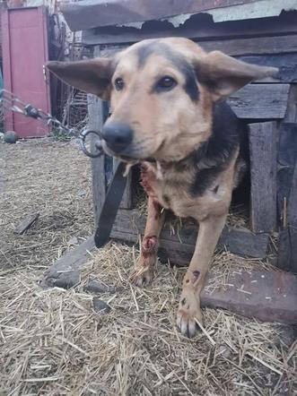 Świdnica: Sołtyska wsi Wirki przywiązała psa do samochodu i ciągnęła go po drodze 