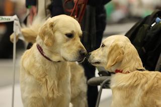 Międzynarodowa Wystawa Psów Rasowych w halach Targów Lublin