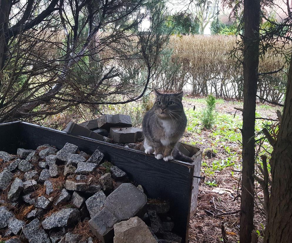 Pomaga bezinteresownie wolno żyjącym kotom w Lesznie od 15 lat. Pani Magdalena i jej podopieczni 