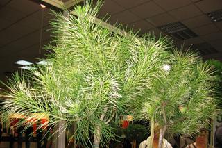Sosna gęstokwiatowa 'Golden Ghost' - Pinus densiflora 'Golden Ghost'