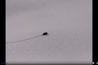 Maleńki ssak sprintem biegnie po śniegu. Ale zasuwa! Nagranie to hit w sieci! [WIDEO]