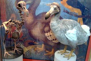 Wymarłe ptaki dodo mogą powrócić. 150 milionów dolarów na badania