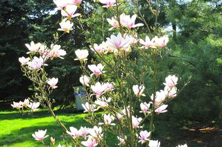 Festiwal Hanami w Powsinie. Celebruj wiosnę w japońskim stylu 