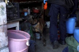 Starnowali bramę samochodem pancernym, obok lądował śmigłowiec z antyterrorystami. Spektakularna akcja policji na Mazowszu