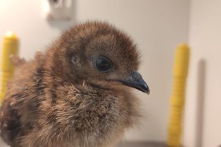 Nowy maluch w warszawskim ZOO. Jest znany z niezwykłego tańca!