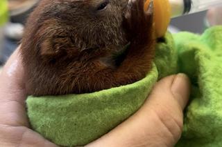 Przez Burzę wiewiórcze dziecko wypadło z dziupli