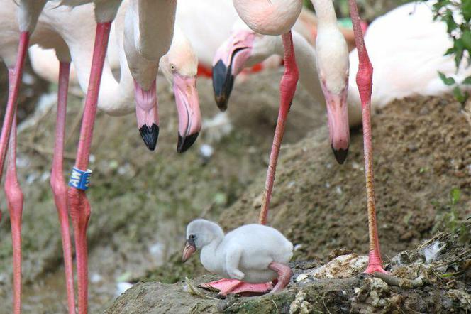 Pierwsze w historii gdańskiego zoo pisklęta flaminga oraz kariamy czerwononogiej