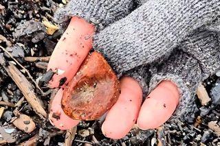 Mierzeja Wiślana. Spacerowiczka znalazła piękne okazy bursztynu. Ludzie zachwyceni [ZDJĘCIA].