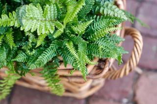 Kwiaty doniczkowe PRL