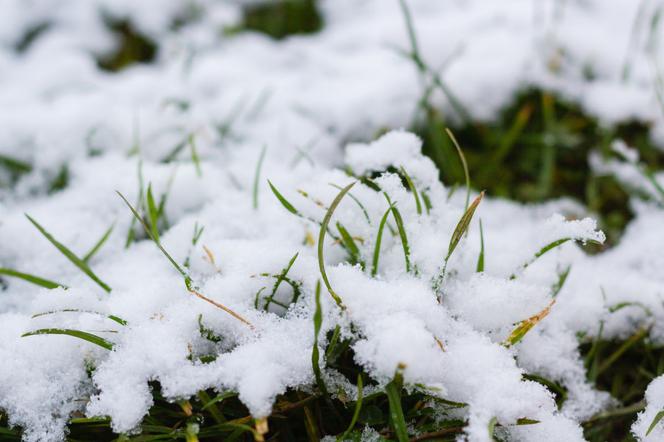 Trawnik pod śniegiem