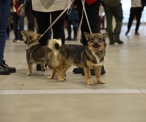 Międzynarodowa Wystawa Psów Rasowych 2024 w Lublinie