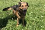 Psy ze schroniska w Radysach znalazły azyl w Katowicach. Pięć psiaków czeka na nowy dom