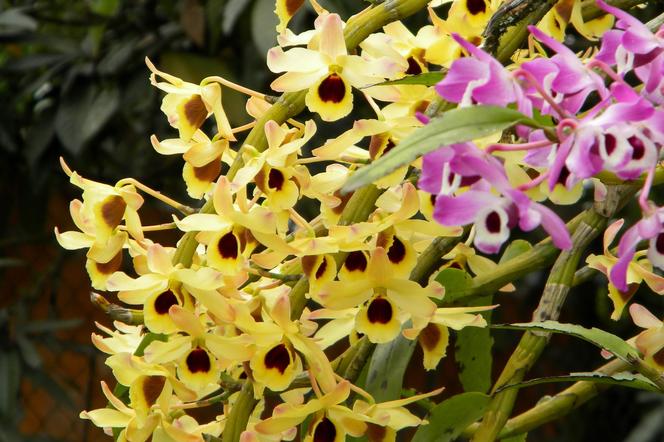 Storczyk Dendrobium