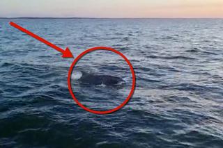 Niecodzienny widok na Bałtyku. Niedaleko Kołobrzegu pojawiły się... delfiny! Zobacz film! [WIDEO]