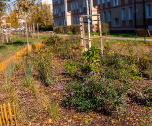 Park linearny na Bielanach w Warszawie