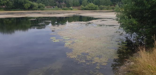 Jezioro Długie w Olsztynie zostanie oczyszczone z nadmiaru moczarki