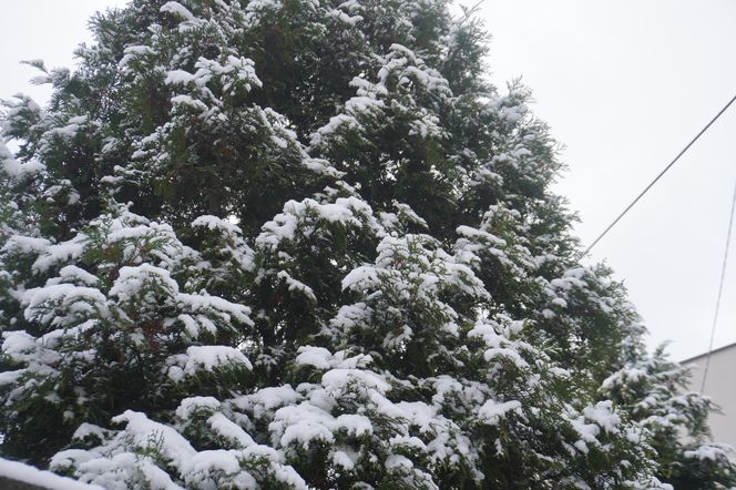 Zima w Świętokrzyskiem. Skarżysko-Kamienna (22.11.2024)