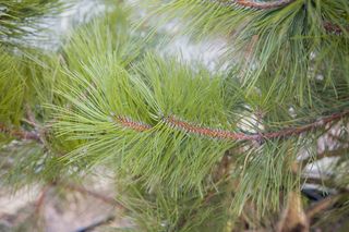 Sosna czarna - Pinus nigra