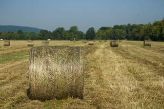 Tak wyglądały sianokosy na Błoniach w 2022 roku