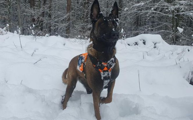 Dafne, bohaterka na czterech łapach. Bolesna diagnoza i trudna walka o zdrowie